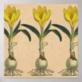 Amaryllis Tulip Botanischer Garten Blume Poster (Vorne)