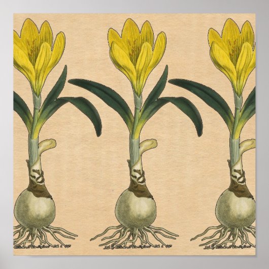 Amaryllis Tulip Botanischer Garten Blume Poster (Vorne)