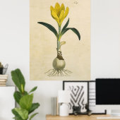 Amaryllis Tulip Botanischer Garten Blume Poster (Heimbüro)