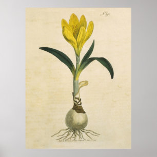 Amaryllis Tulip Botanischer Garten Blume Poster
