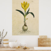 Amaryllis Tulip Botanischer Garten Blume Poster (Küche)