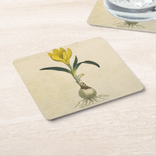 Amaryllis Tulip Botanischer Garten Blume Rechteckiger Pappuntersetzer (angewinkelt)