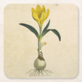 Amaryllis Tulip Botanischer Garten Blume Rechteckiger Pappuntersetzer (Vorderseite)