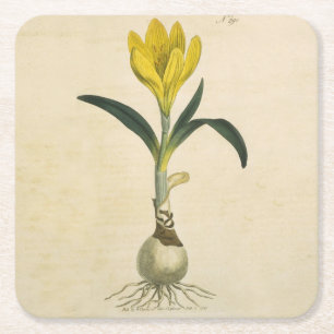 Amaryllis Tulip Botanischer Garten Blume Rechteckiger Pappuntersetzer