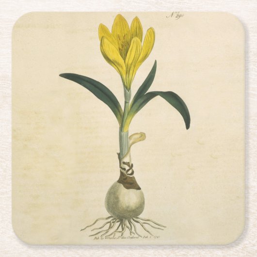 Amaryllis Tulip Botanischer Garten Blume Rechteckiger Pappuntersetzer (Vorderseite)