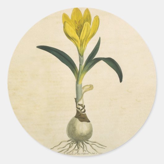Amaryllis Tulip Botanischer Garten Blume Runder Aufkleber (Vorderseite)