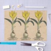 Amaryllis Tulip Botanischer Garten Blume Seidenpapier (Handwerk)