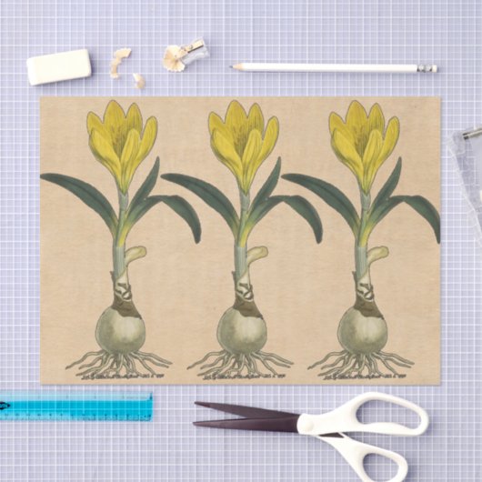 Amaryllis Tulip Botanischer Garten Blume Seidenpapier (Handwerk)