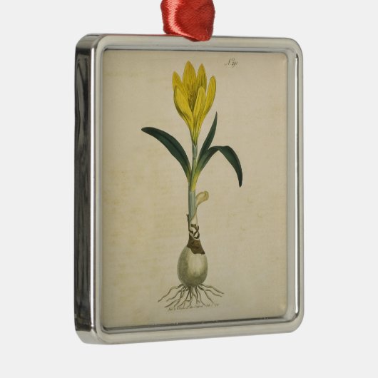 Amaryllis Tulip Botanischer Garten Blume Silbernes Ornament (Rechts)