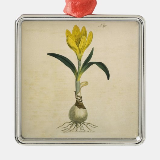 Amaryllis Tulip Botanischer Garten Blume Silbernes Ornament (Vorne)