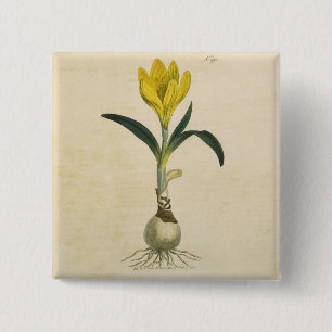 Amaryllis-Tulpe-Botanischer Garten-Blume Button