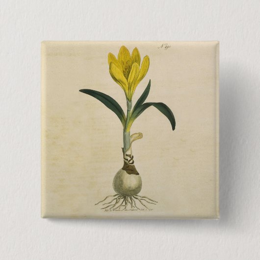 Amaryllis-Tulpe-Botanischer Garten-Blume Button (Vorderseite)