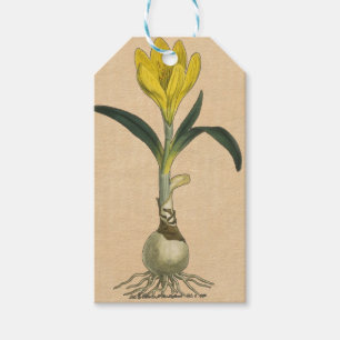 Amaryllis-Tulpe-Botanischer Garten-Blume Geschenkanhänger