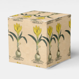 Amaryllis-Tulpe-Botanischer Garten-Blume Geschenkschachtel