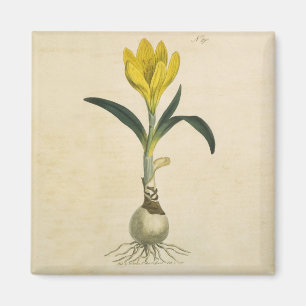 Amaryllis-Tulpe-Botanischer Garten-Blume Magnet