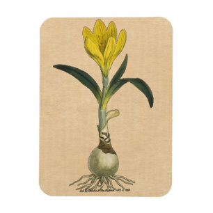 Amaryllis-Tulpe-Botanischer Garten-Blume Magnet