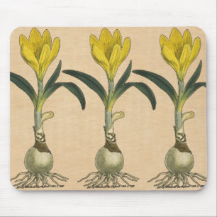 Amaryllis-Tulpe-Botanischer Garten-Blume Mousepad