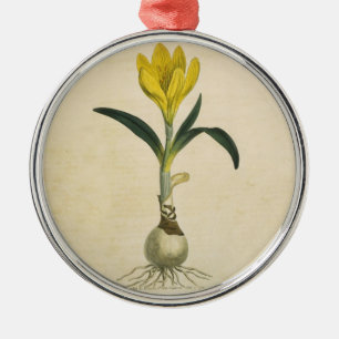 Amaryllis-Tulpe-Botanischer Garten-Blume Ornament Aus Metall