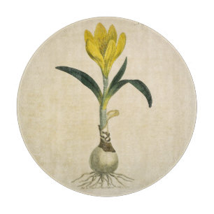 Amaryllis-Tulpe-Botanischer Garten-Blume Schneidebrett