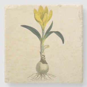 Amaryllis-Tulpe-Botanischer Garten-Blume Steinuntersetzer