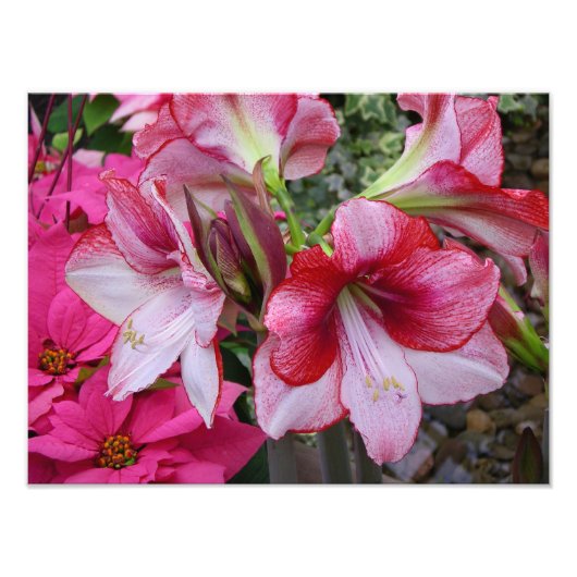 Amaryllis und Poinsettia Rote Blume Fotodruck (Vorne)