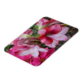 Amaryllis und Poinsettia Rote Blume Magnet (Linke Seite)