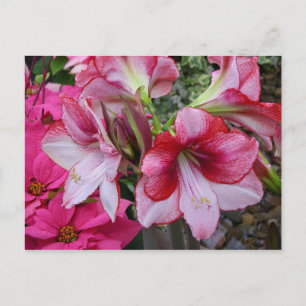 Amaryllis und Weihnachtsstern rote Feiertagsblumen Feiertagspostkarte