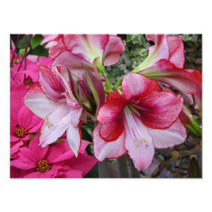 Amaryllis und Weihnachtsstern rote Feiertagsblumen Fotodruck