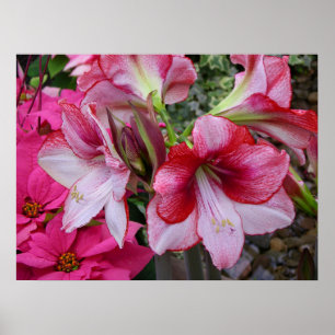 Amaryllis und Weihnachtsstern rote Feiertagsblumen Poster