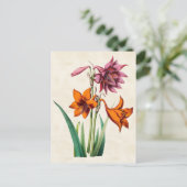 Amaryllis Vintag Botanisch Postkarte (Stehend Vorderseite)