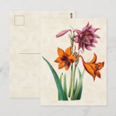 Amaryllis Vintag Botanisch Postkarte (Vorne/Hinten)