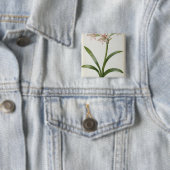 Amaryllis Vittata Button (Beispiel)