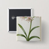 Amaryllis Vittata Button (Vorne & Hinten)