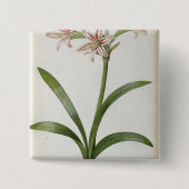 Amaryllis Vittata Button (Vorderseite)