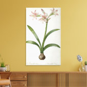 Amaryllis Vittata Leinwanddruck (Insitu (Wohnzimmer))