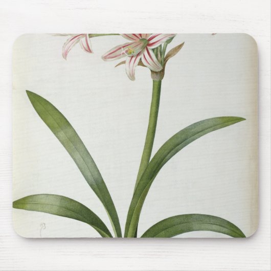 Amaryllis Vittata Mousepad (Vorne)