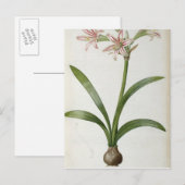 Amaryllis Vittata Postkarte (Vorne/Hinten)