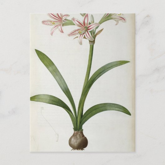 Amaryllis Vittata Postkarte (Vorderseite)