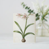 Amaryllis Vittata Postkarte (Stehend Vorderseite)