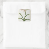 Amaryllis Vittata Quadratischer Aufkleber (Tasche)