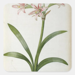 Amaryllis Vittata Quadratischer Aufkleber