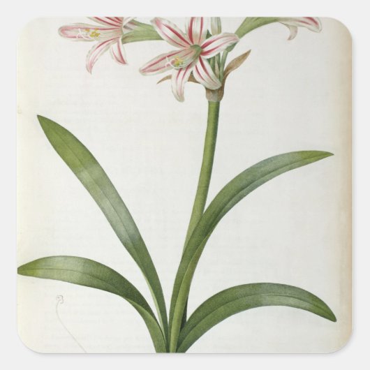 Amaryllis Vittata Quadratischer Aufkleber (Vorderseite)