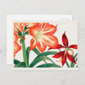 Amaryllis von Tanigami Konan Postkarte (Vorne/Hinten)