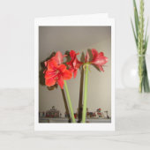 Amaryllis-Weihnachten Feiertagskarte (Vorderseite)