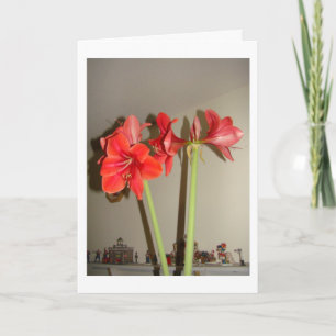 Amaryllis-Weihnachten Feiertagskarte