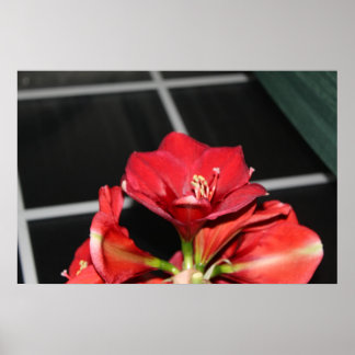 Amaryllis, Weihnachts-Blume, Fensterscheibe, rot, Poster