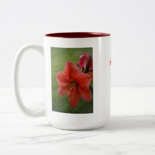 Amaryllis Zweifarbige Tasse