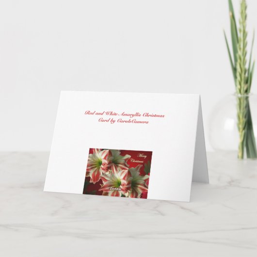 Amaryllische Weihnachtskarte Feiertagskarte (Rückseite)