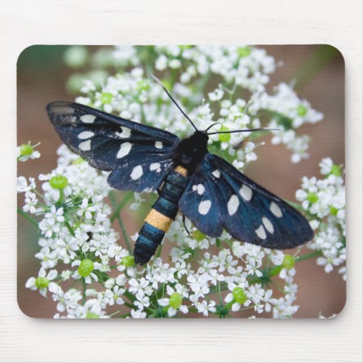 Amata phegea mousepad (Vorne)