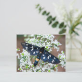 Amata phegea postkarte (Stehend Vorderseite)